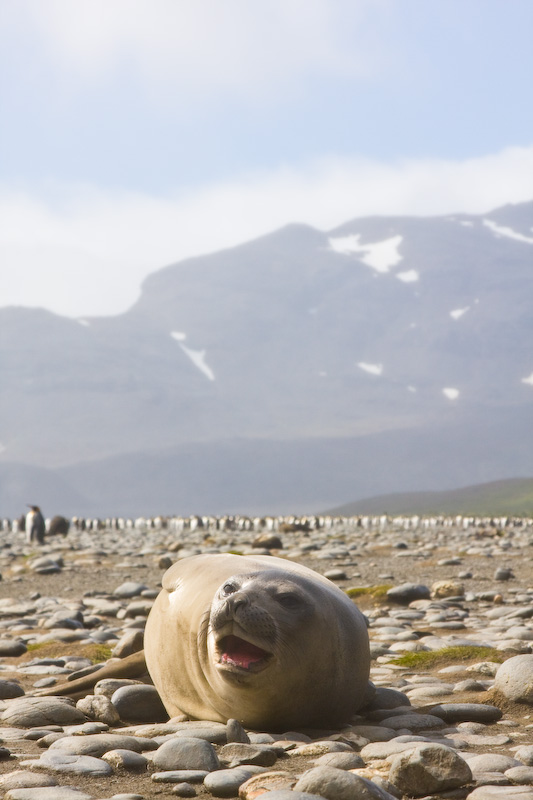 Southern Elephant Seal